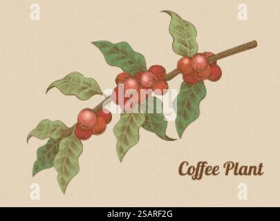 Grains de café rouge sur la branche dans le style de gravure. Grains de café rouge de style gravure Illustration de Vecteur