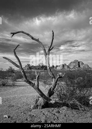 Une vue spectaculaire en noir et blanc d'un arbre mort avec les Buttes de Papago et le ciel nuageux à Papago Park, Phoenix, Arizona. Banque D'Images