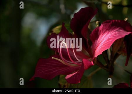 Fleur d'arbre d'orchidée rose Bauhinia à la lumière du soleil Banque D'Images