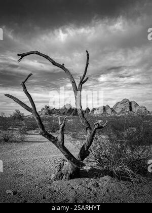 Une vue spectaculaire en noir et blanc d'un arbre mort avec les Buttes de Papago et le ciel nuageux à Papago Park, Phoenix, Arizona. Banque D'Images