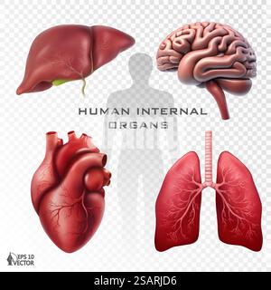 Ensemble vectoriel réaliste des organes internes humains. Modèles anatomiquement corrects du cœur, du cerveau, des poumons et du foie. Illustrations 3D pour applications médicales, sites éducatifs, sites Web. Ensemble vectoriel réaliste des organes internes humains. Modèles anatomiquement corrects du cœur, du cerveau, des poumons et du foie. Illustrations isolées en 3D pour applications médicales, sites éducatifs, sites Web Illustration de Vecteur