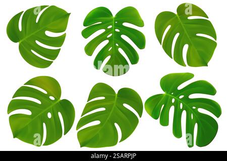 Ensemble d'illustration réaliste vectoriel de feuilles de monstera tropicales isolées sur fond blanc. Beau feuillage de palmier 3D. Collection de jungle exotique végétale verte très détaillée pour cosmétiques, spa. EPS10 Illustration de Vecteur