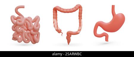 Ensemble des organes réalistes du tractus gastro-intestinal. L'appareil digestif humain. 3G estomac, intestin grêle, gros intestin. Illustration vectorielle isolée par couleur avec des ombres. Ensemble des organes réalistes du tractus gastro-intestinal. L'appareil digestif humain Illustration de Vecteur