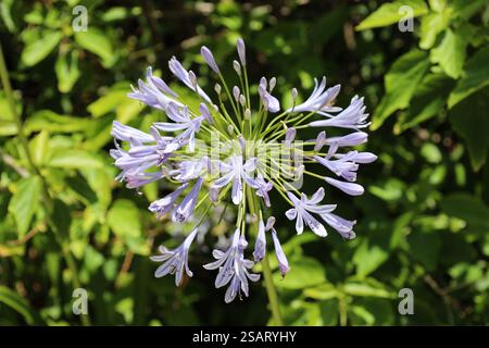 gros plan macro gros amas de fleurs bleu clair, mauves, violettes sur de longues tiges (tiges) contre des feuilles denses vert clair Banque D'Images