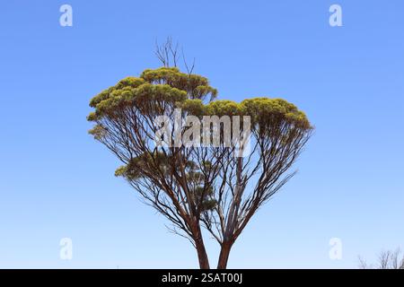 les cimes d'arbres vertes luxuriantes sur des tiges élancées atteignent des sommets sous un ciel bleu sans nuages Banque D'Images