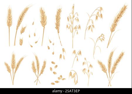 Avoine et blé méga ensemble dans un design plat. Éléments de faisceau de plantes de céréales d'or, oreilles mûres avec des grains. Culture agricole et ingrédient pour produits de boulangerie. Illustration vectorielle d'objets graphiques isolés Illustration de Vecteur