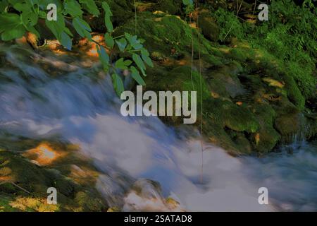 Un petit ruisseau coule tranquillement sur des pierres couvertes de mousse, Krka Parc National Lozovac Dalmatie Croatie Banque D'Images