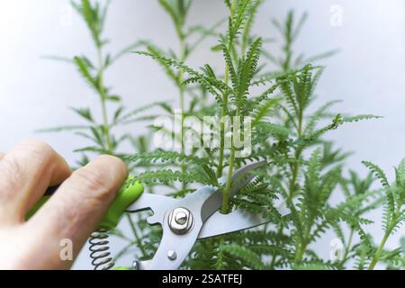 Gros plan de la main de l'homme avec des cisailles à élaguer comptant la branche d'une plante sur un fond blanc Banque D'Images