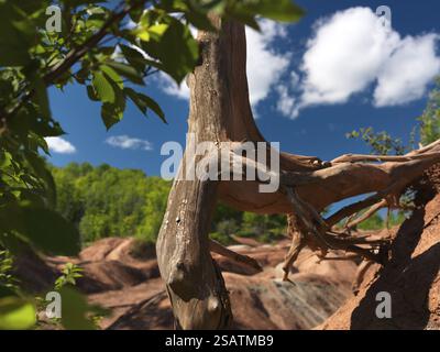 Gros plan de racines d'arbres morts bouclés sortant d'un sol érodé sec. Cheltenham Badlands Ontario Canada panoramique estival Banque D'Images