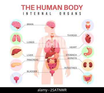 Organes dans le corps humain. Silhouette anatomique de l'homme, organes internes, infographies éducatives, affiche biologique médicale, avec estomac et vessie, poumons et cerveau, foie et coeur, concept vectoriel ordonné. Organes dans le corps humain. Silhouette anatomique de l'homme, organes internes, infographies éducatives, affiche biologique médicale, avec estomac et vessie, poumons et cerveau, concept de vecteur ordonné Illustration de Vecteur