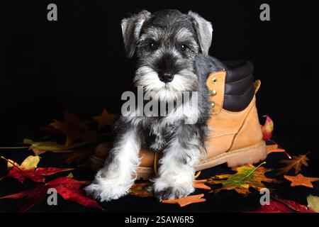 Chiot schnauzer miniature noir et argent dans une chaussure Banque D'Images