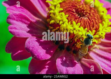 Photographie macro d'une fleur rose et jaune éclatante avec des détails complexes, mettant en scène une abeille collectant du nectar sur un fond vert luxuriant. Banque D'Images