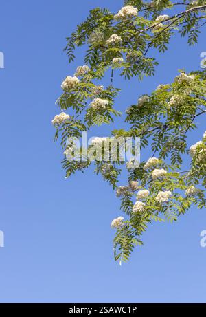 Rowan, Sorbus aucuparia, feuillage et fleurs blanches florissantes au début de l'été à Raasepori, dans le sud-ouest de la Finlande Banque D'Images