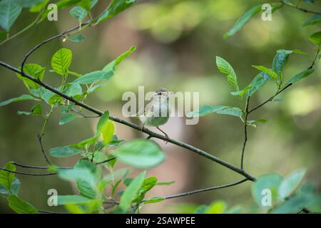 Paruline de saule ; Phylloscopus trochilus ; avec nourriture ; Royaume-Uni Banque D'Images