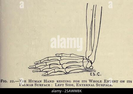LA MAIN HUMAINE REPOSANT POUR TOUTE SON ÉTENDUE SUR SA SURFACE PALMAIRE : CÔTÉ GAUCHE, SURFACE EXTERNE d'après l'anatomie artistique des animaux par Édouard Cuyer, George Haywood, publié en 1905 Banque D'Images