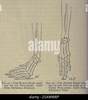 LA MAIN HUMAINE REPOSANT SUR SES PHALANGES : CÔTÉ GAUCHE, SURFACE EXTERNE et LA MAIN HUMAINE REPOSANT SUR LES EXTRÉMITÉS DE CERTAINES DE SES TROISIÈMES PHALANGES : CÔTÉ GAUCHE, VUE EXTÉRIEURE de l'anatomie artistique des animaux par Édouard Cuyer, George Haywood, publié en 1905 Banque D'Images
