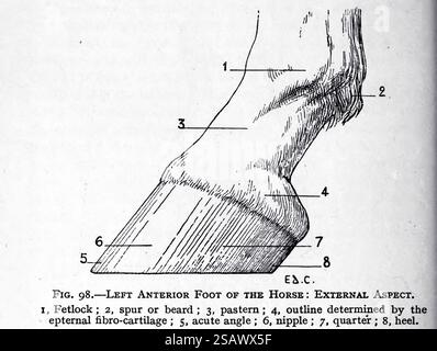 PIED ANTÉRIEUR GAUCHE DU CHEVAL : ASPECT EXTERNE de l'anatomie artistique des animaux par Édouard Cuyer, George Haywood, publié en 1905 Banque D'Images