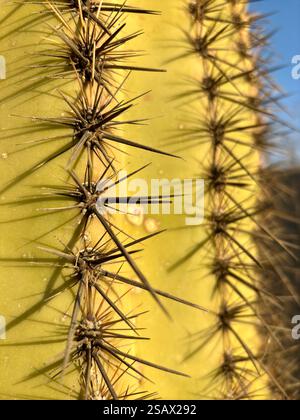Gros plan d'épines de cactus saguaro pointues projetant des ombres sur sa surface Banque D'Images