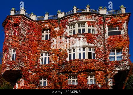 Vigne sauvage rouge automnal (Parthenocissus tricuspidata) sur un mur de maison Banque D'Images
