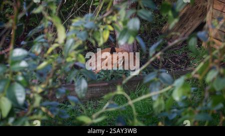 29/01/2025, Walthamstow, East London. Un renard dort sous le soleil tôt le matin dans le nord-est de Londres après une semaine de temps très instable à travers le U. Banque D'Images