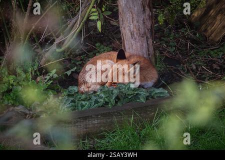 29/01/2025, Walthamstow, East London. Un renard se prélasse du soleil tôt le matin dans le nord-est de Londres après une semaine de temps très instable à travers le Royaume-Uni Banque D'Images