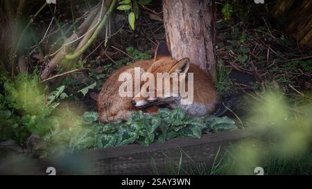 29/01/2025, Walthamstow, East London. Un renard se prélasse du soleil tôt le matin dans le nord-est de Londres après une semaine de temps très instable à travers le Royaume-Uni Banque D'Images