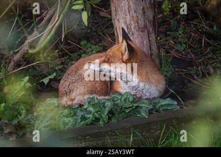 29/01/2025, Walthamstow, East London. Un renard se prélasse du soleil tôt le matin dans le nord-est de Londres après une semaine de temps très instable à travers le Royaume-Uni Banque D'Images