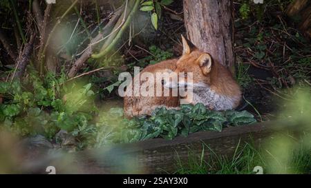 29/01/2025, Walthamstow, East London. Un renard se prélasse du soleil tôt le matin dans le nord-est de Londres après une semaine de temps très instable à travers le Royaume-Uni Banque D'Images