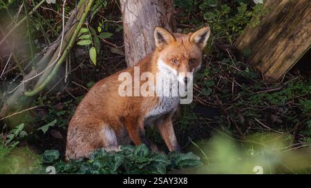 29/01/2025, Walthamstow, East London. Un renard se prélasse du soleil tôt le matin dans le nord-est de Londres après une semaine de temps très instable à travers le Royaume-Uni Banque D'Images