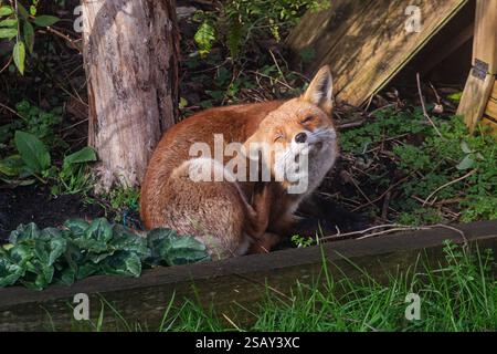 29/01/2025, Walthamstow, East London. Un renard se gratte l'oreille alors qu'il se prélasse dans le soleil matinal dans le nord-est de Londres après une semaine de troubles Banque D'Images