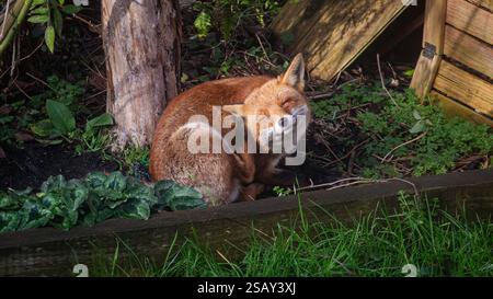 29/01/2025, Walthamstow, East London. Un renard se gratte l'oreille alors qu'il se prélasse dans le soleil matinal dans le nord-est de Londres après une semaine de troubles Banque D'Images