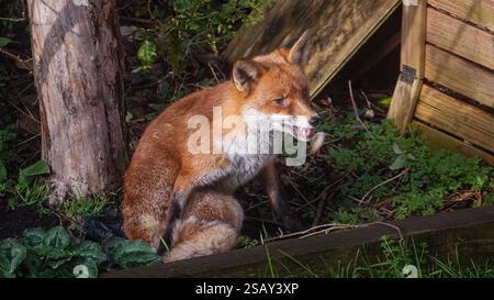 29/01/2025, Walthamstow, East London. Un renard crache de la fourrure d'hiver alors qu'il malte prêt pour le changement de saison alors qu'il se prélasse dans le soleil tôt le matin à N. Banque D'Images