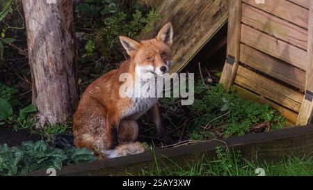 29/01/2025, Walthamstow, East London. Un renard se prélasse du soleil tôt le matin dans le nord-est de Londres après une semaine de temps très instable à travers le Royaume-Uni Banque D'Images
