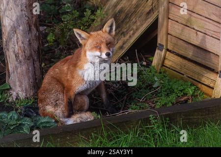 29/01/2025, Walthamstow, East London. Un renard se prélasse du soleil tôt le matin dans le nord-est de Londres après une semaine de temps très instable à travers le Royaume-Uni Banque D'Images