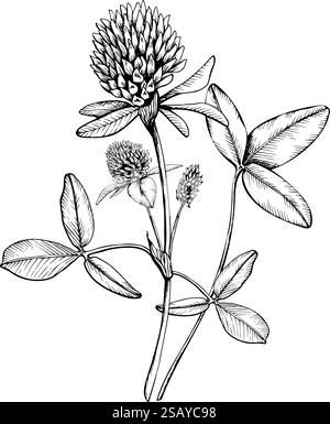 Composition contenant des trèfles de plantes sauvages médicinales. Illustration vectorielle botanique dessinée à la main. Croquis peint par des encres noires ligne sur blanc isolé Illustration de Vecteur