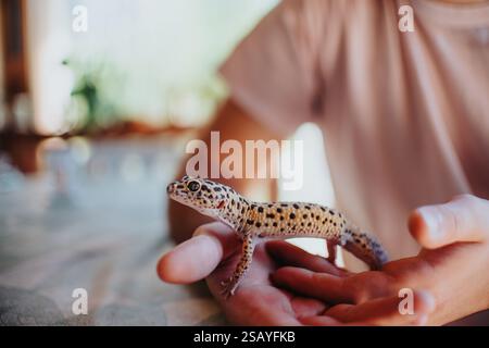Fille tenant doucement un gecko tacheté dans ses mains, mettant en valeur un moment de connexion entre l'enfant et la nature Banque D'Images