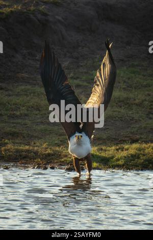 L'aigle-poisson africain décolle des bas-fonds Banque D'Images
