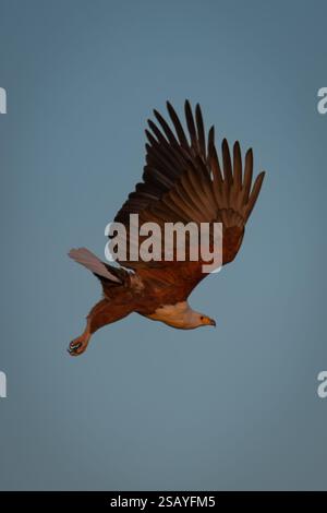 L'aigle poisson africain plonge dans le ciel bleu Banque D'Images