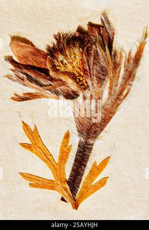 pulsatilla vernalis sec - printemps de pasqueflower ou violet artique sur fond blanc , herbier avec fleurs vivaces persistantes poussant dans le Banque D'Images