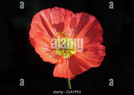 Coquelicot islandais rouge (oreomecon nudicaulis) Banque D'Images