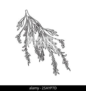 Botanical Line art branche d'olivier avec des feuilles et des baies isolé sur fond blanc. Dessin à la main contour noir et blanc olivier vecteur de plante illus Illustration de Vecteur