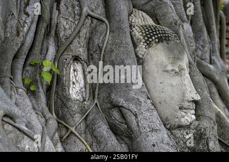 Tête de Bouddha en grès au pied d'un arbre de Bodhi à Wat Mahathat, Temple de la Grande et Sainte relique, Ayutthaya, Province d'Ayutthaya, Thaïlande, Asie Banque D'Images