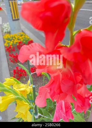 Fermez le nid de fleurs rouges à jaune dans une rue Banque D'Images
