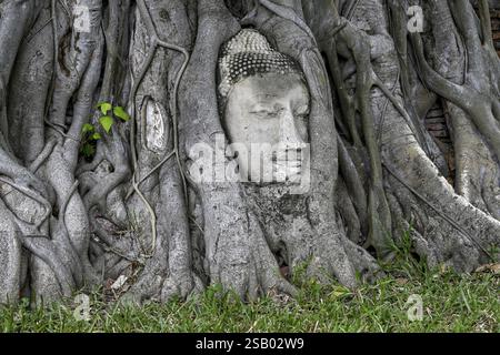 Tête de Bouddha en grès au pied d'un arbre de Bodhi à Wat Mahathat, Temple de la Grande et Sainte relique, Ayutthaya, Province d'Ayutthaya, Thaïlande, Asie Banque D'Images