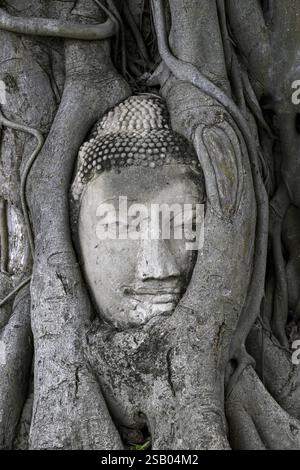 Tête de Bouddha en grès au pied d'un arbre de Bodhi à Wat Mahathat, Temple de la Grande et Sainte relique, Ayutthaya, Province d'Ayutthaya, Thaïlande, Asie Banque D'Images