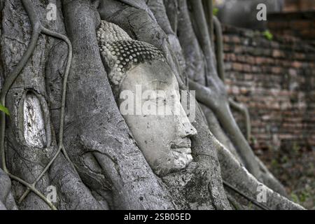 Tête de Bouddha en grès au pied d'un arbre de Bodhi à Wat Mahathat, Temple de la Grande et Sainte relique, Ayutthaya, Province d'Ayutthaya, Thaïlande, Asie Banque D'Images