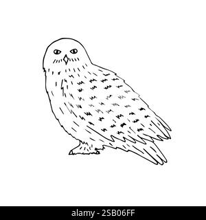 Vecteur dessin à la main doodle esquisse blanche polaire hibou enneigé isolé sur fond blanc Illustration de Vecteur