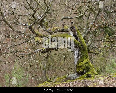 Hêtre (Fagus sylvatica), un vieil arbre noueux, couvert de mousse, dans le parc national de Kellerwald, en hiver, Hesse du Nord, Allemagne, Europe Banque D'Images