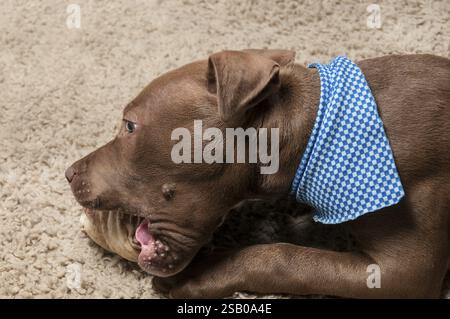 Très mignon petit Pit Bull Terrier chiot mâchant sur un os Banque D'Images