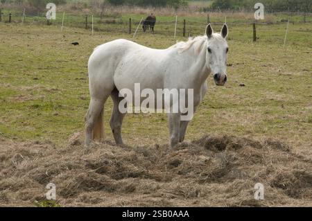 Un cheval blanc se dresse paisiblement dans un champ herbeux, entouré par un paysage rural, Borkum, mer du Nord, frise orientale, allemagne Banque D'Images